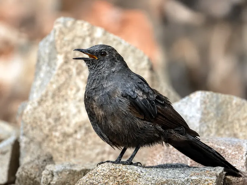 A bird perched on granite at Khami