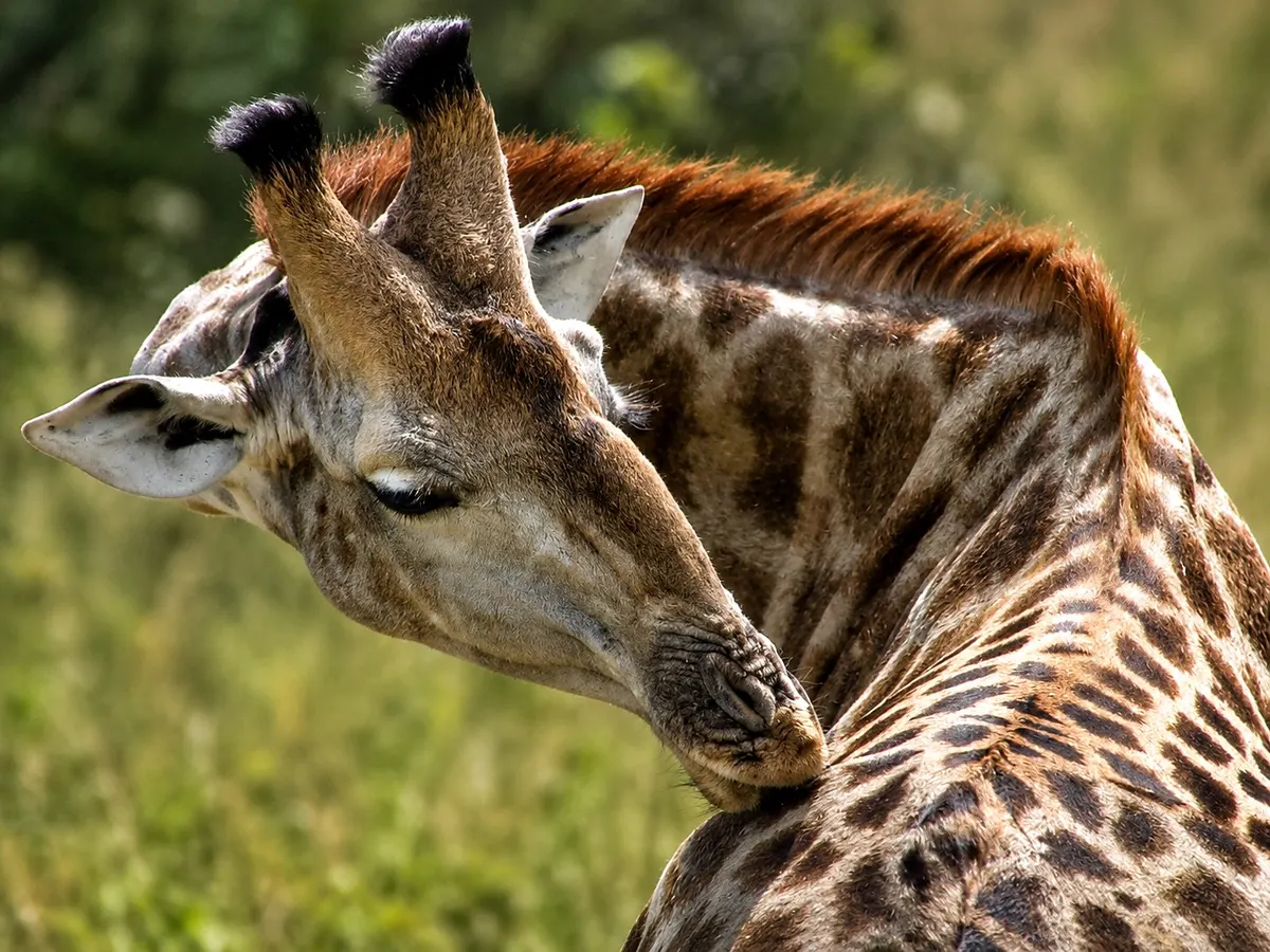 A giraffe close up on the Khami reserve