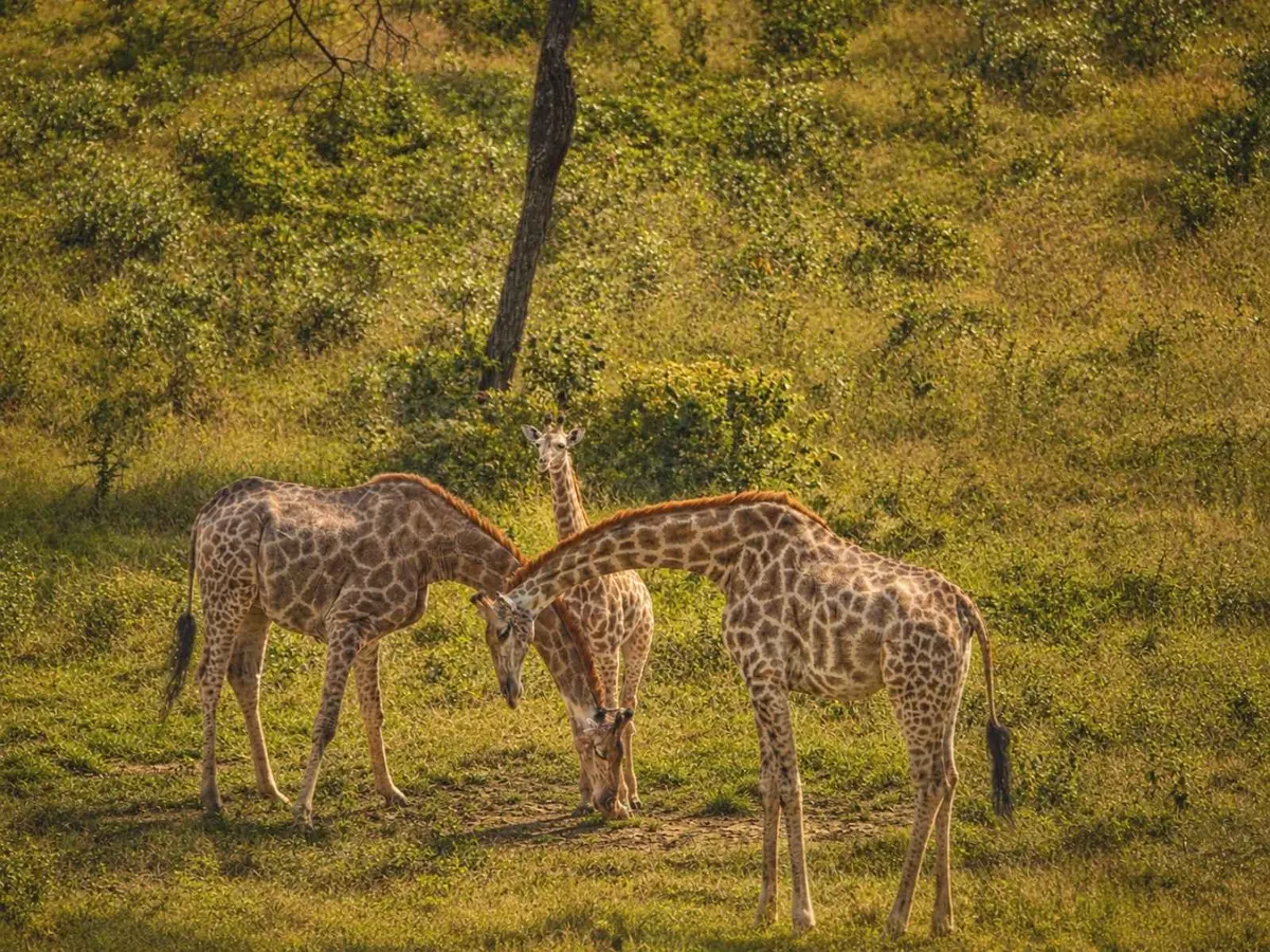 Two giraffe among the trees on the Khami reserve
