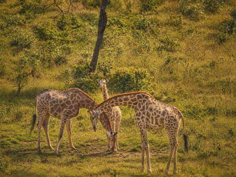 Two giraffe among the trees on the Khami reserve