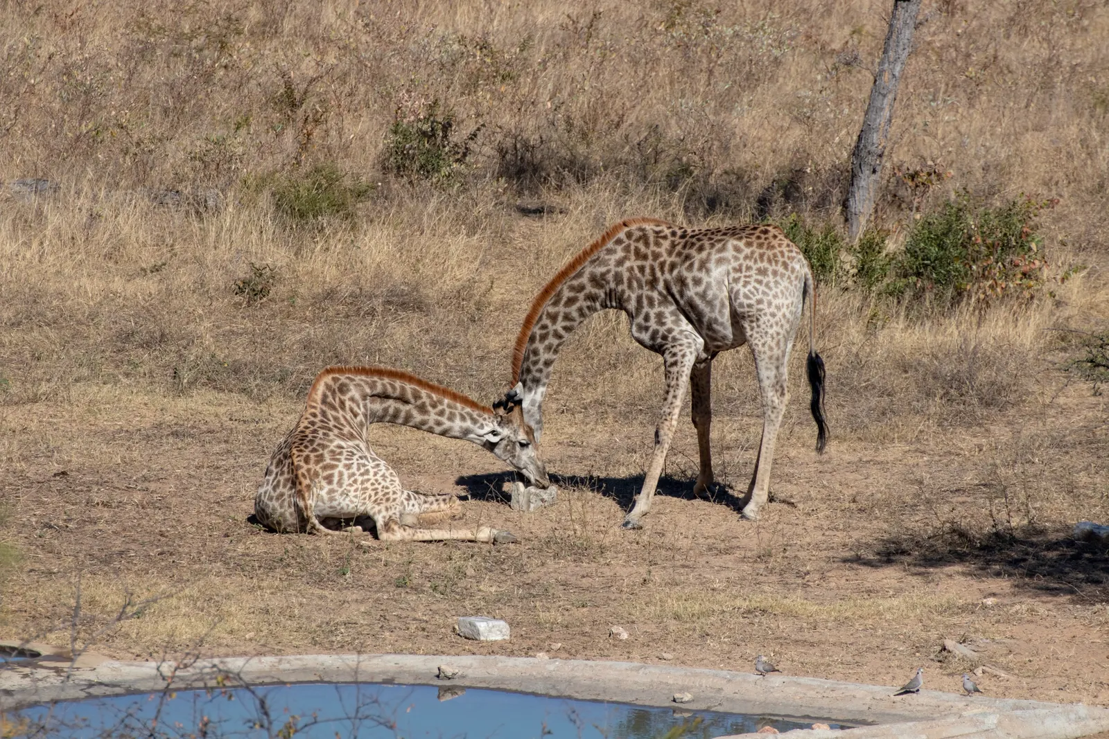 Giraffe drinking at a waterhole on the Khami reserve