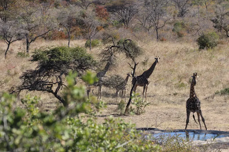 A group of giraffe at a waterhole among the trees