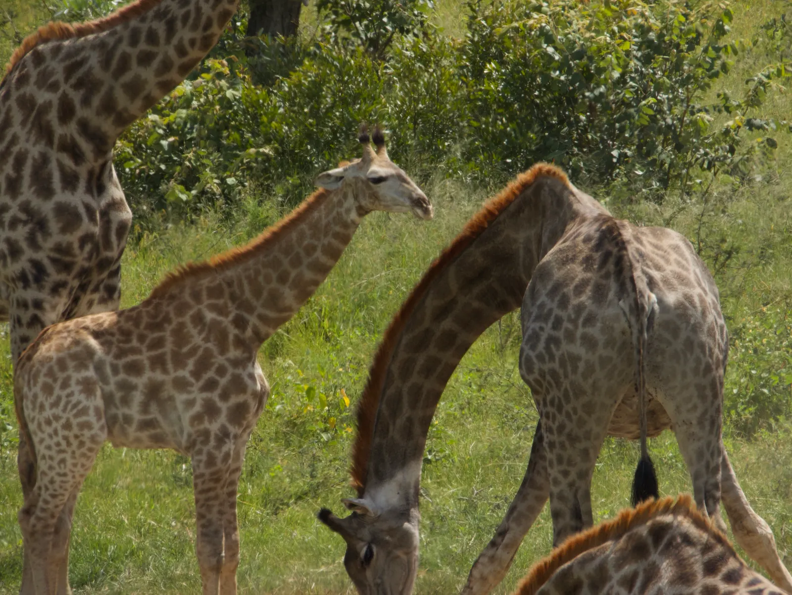 A group of giraffe among the trees at Khami