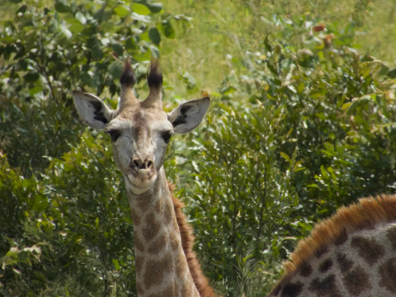 A giraffe close up, looking at the camera